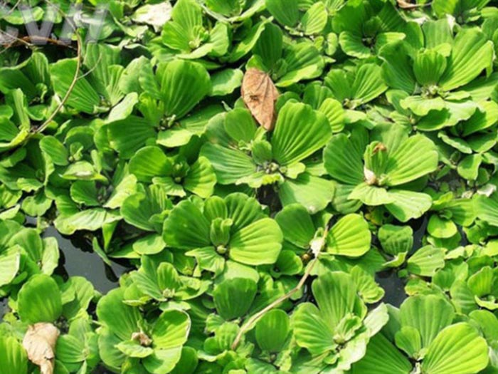 浮水植物大薸